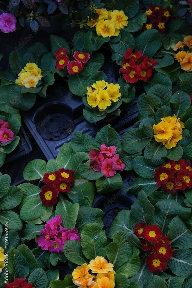 flores mercado nice frança comérico feira