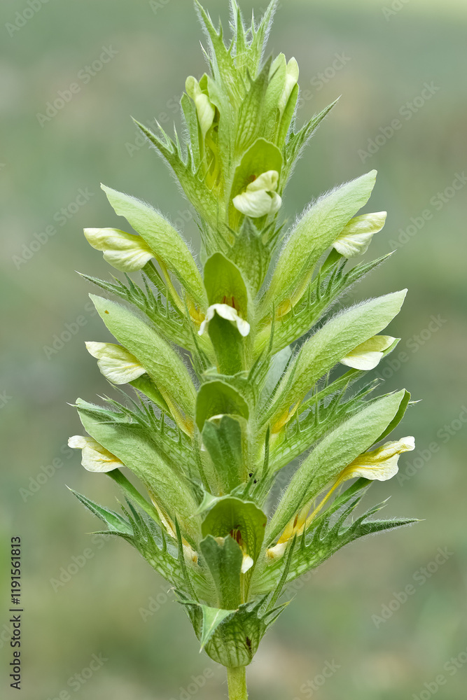 photos of wild plants and flowers. Images of thorny flowers. photos of wild plants and flowers. Images of thorny flowers.