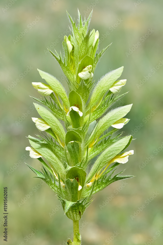 Obraz premium photos of wild plants and flowers. Images of thorny flowers.
