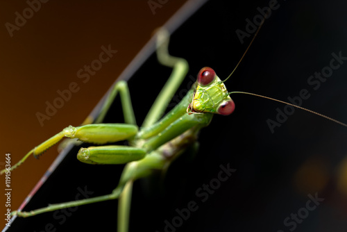 Foto Portrait of green praying mantis with brown eyes on black background