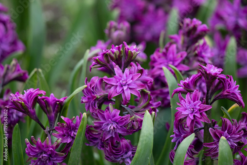 Vivid Purple Hyacinths Blooming in a Lush Green Garden Setting