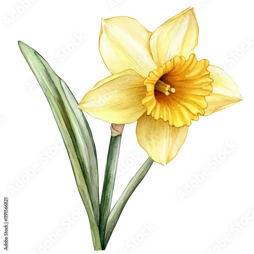 A watercolor clipart of a daffodil, isolated on a white background. Daffodil vector.
