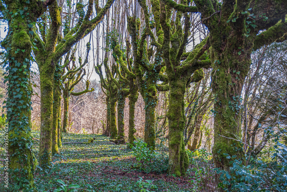 Tree with moss on its branches in winter in a forest
Tree with moss on its branches in winter in a forest