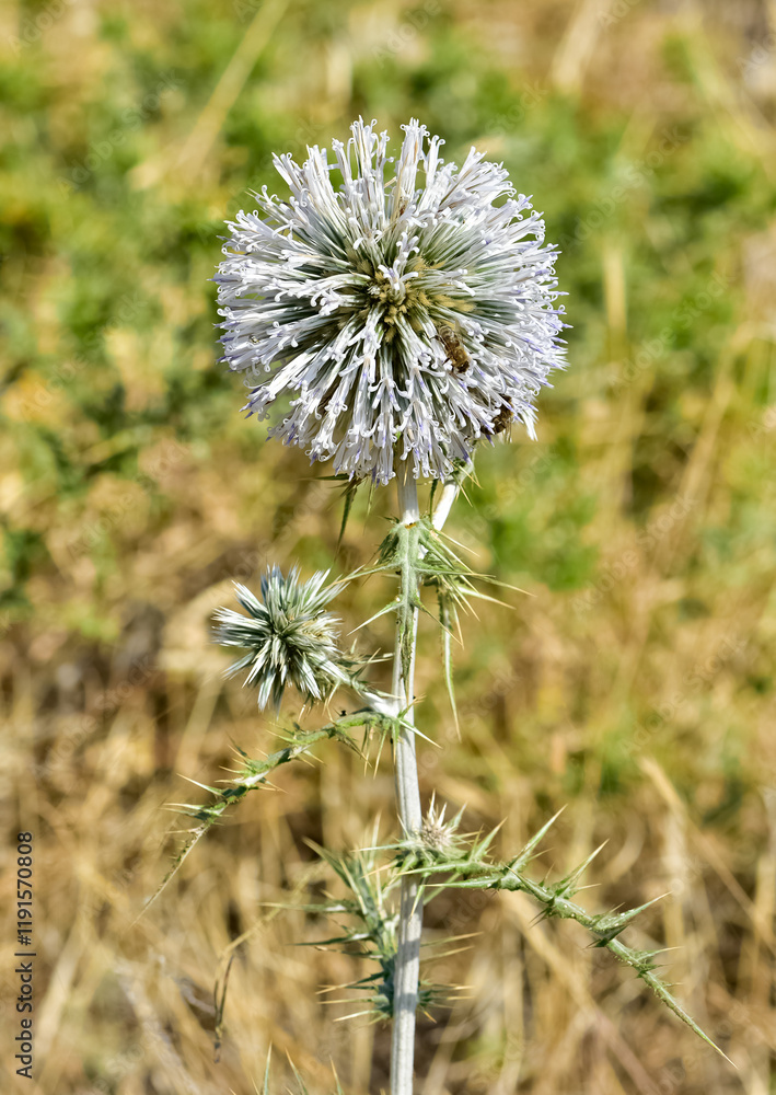 plants growing in natural areas. natural thorn photos.