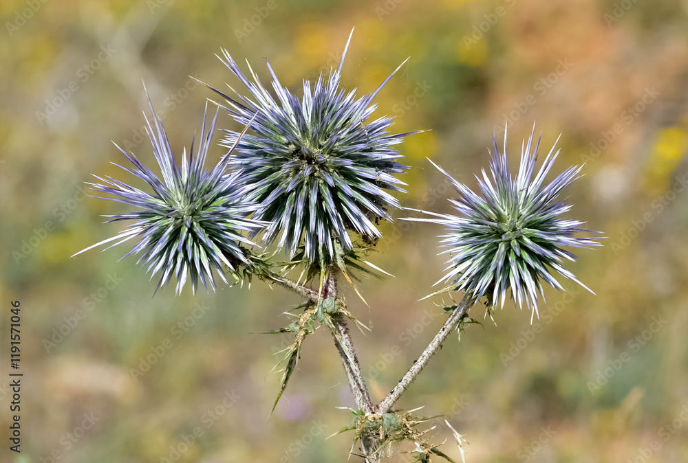 plants growing in natural areas. natural thorn photos. plants growing in natural areas. natural thorn photos.