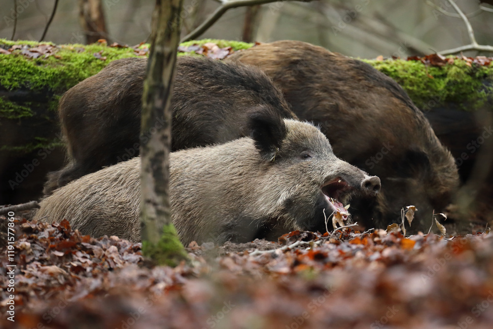 Dzik euroazjatycki, dzik, (Sus scrofa)
