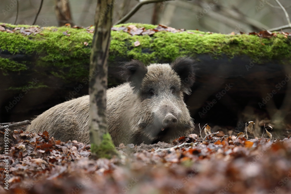 Dzik euroazjatycki, dzik, (Sus scrofa) Dzik euroazjatycki, dzik, (Sus scrofa)