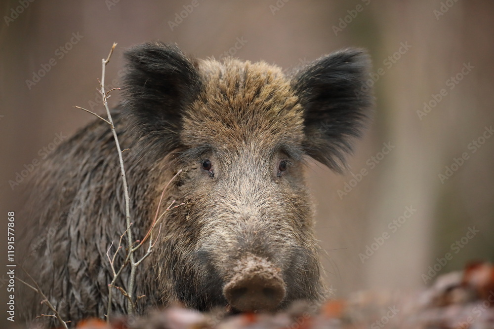 Dzik euroazjatycki, dzik, (Sus scrofa) Dzik euroazjatycki, dzik, (Sus scrofa)