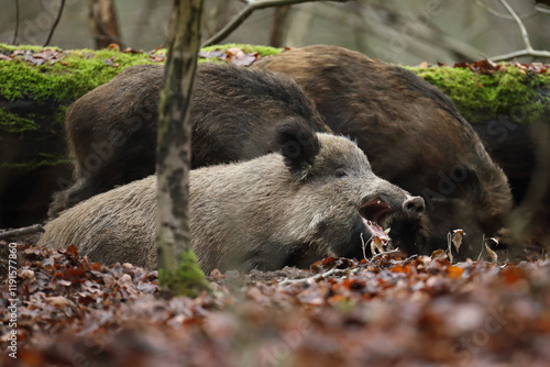 Obraz na płótnie Dzik euroazjatycki, dzik, (Sus scrofa) w salonie