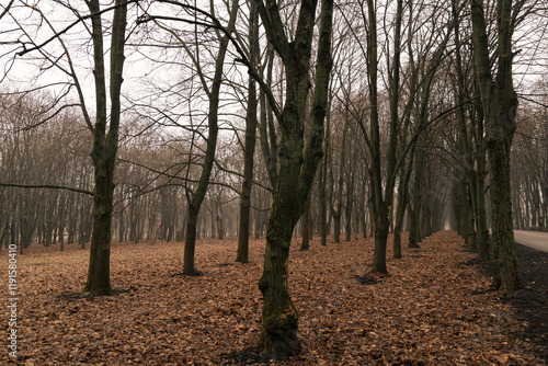 Late autumn, morning in the city park, graphics trees photo