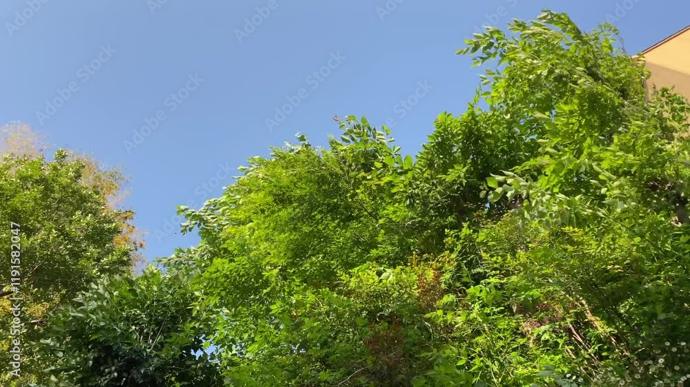 風にゆらぐ樹木。音あり。 風にゆらぐ樹木。音あり。