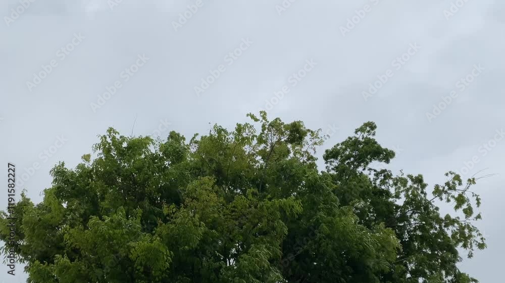風にゆらぐ樹木。音あり。 風にゆらぐ樹木。音あり。