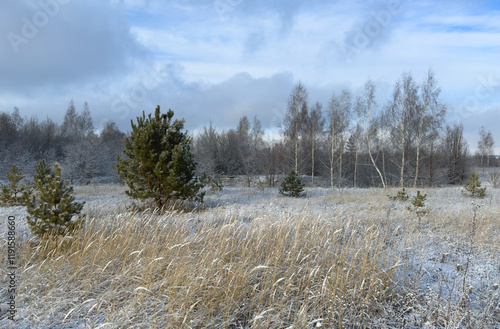 Wallpaper Mural Winter landscape with snow-covered pine trees and grasses under soft sunlight Torontodigital.ca