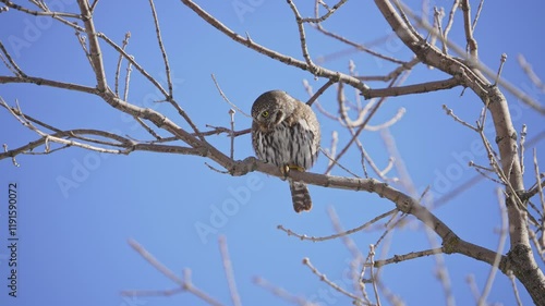 Northern Pygmy Owl hunting from a tree as it jumps off a branch. photo