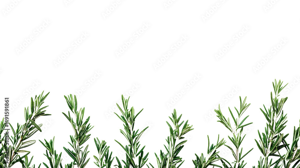Fototapeta premium Rosemary transparent background