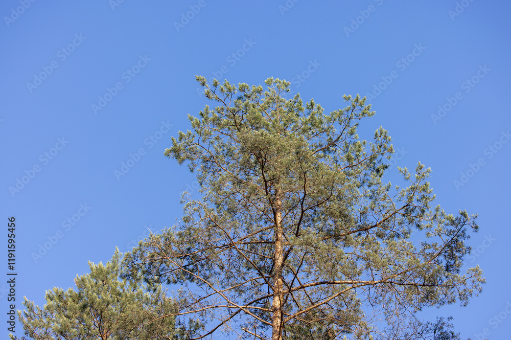 Single One Pine Tree in the Forest. Clear Blue Sky in Background. Nature. Single One Pine Tree in the Forest. Clear Blue Sky in Background. Nature.