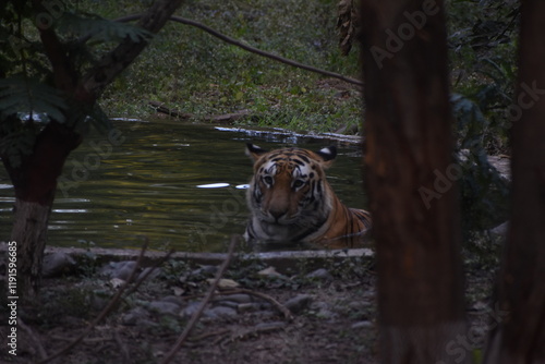 Photography The Bengal tiger or Royal Bengal tiger is a population of the Panthera tigris tigris subspecies and the nominate tiger subspecies
