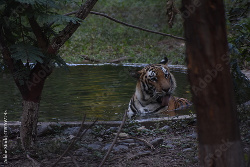 Photography The Bengal tiger or Royal Bengal tiger is a population of the Panthera tigris tigris subspecies and the nominate tiger subspecies
