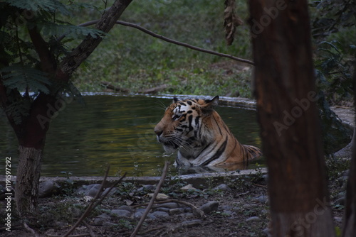 Canvas Print The Bengal tiger or Royal Bengal tiger is a population of the Panthera tigris tigris subspecies and the nominate tiger subspecies