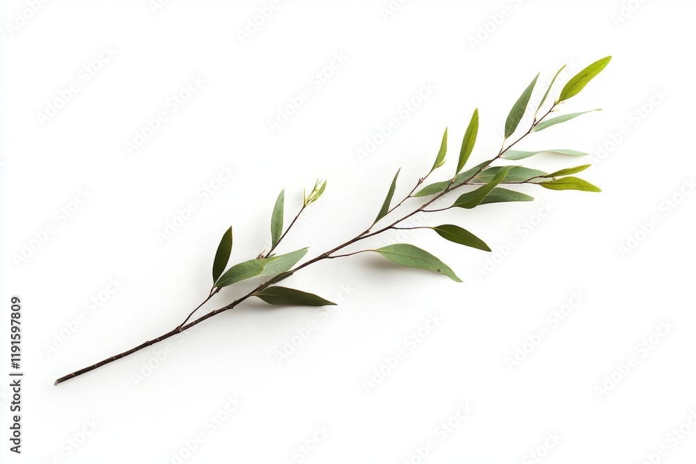 Fototapeta premium Delicate Eucalyptus Branch - Nature's Elegance