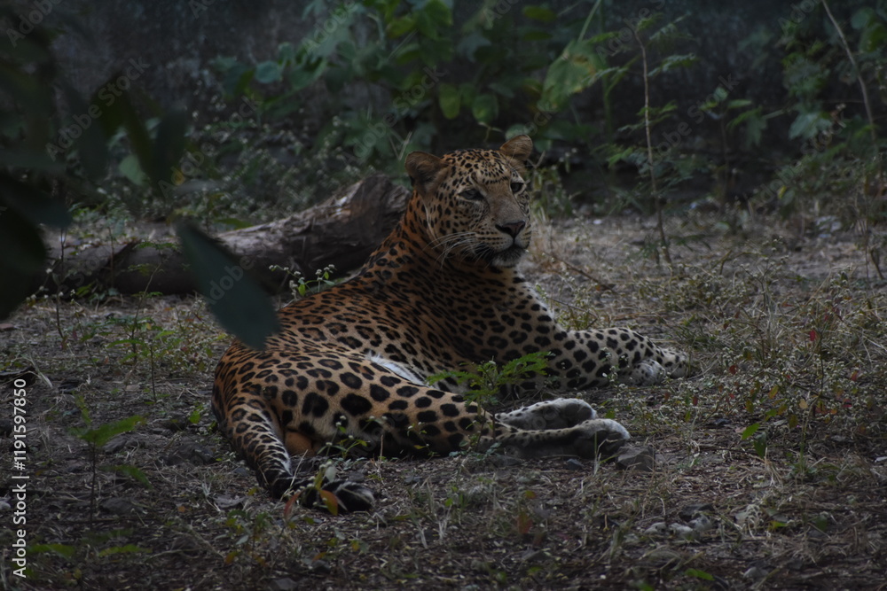 Obraz premium The Sri Lankan leopard is a leopard subspecies native to Sri Lanka. It was first described in 1956 by Sri Lankan zoologist Paules Edward Pieris Deraniyagala. 
