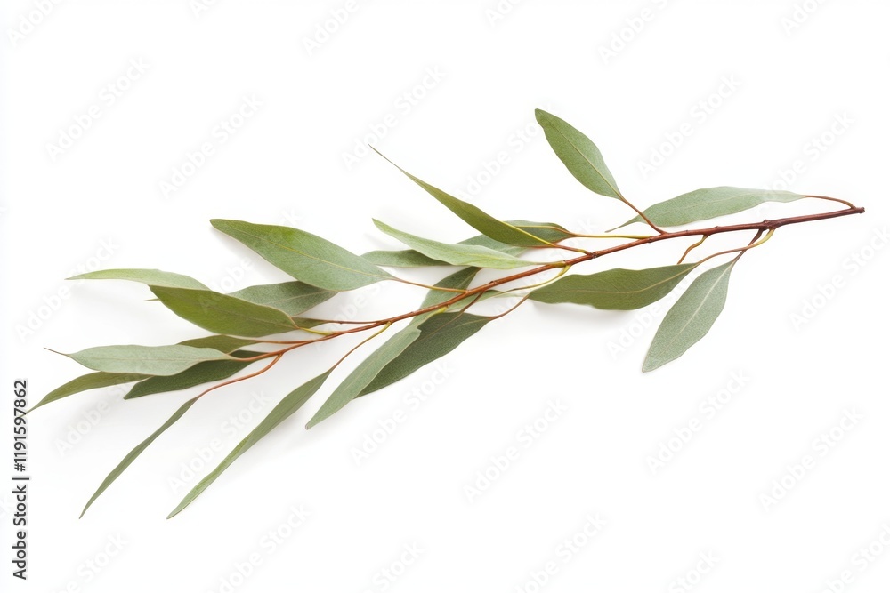 Obraz premium Delicate Eucalyptus Branch - Nature's Elegance