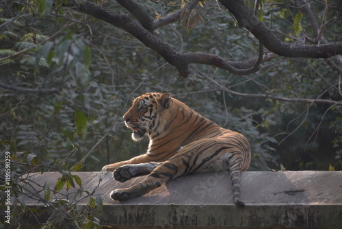 Photography The Bengal tiger or Royal Bengal tiger is a population of the Panthera tigris tigris subspecies and the nominate tiger subspecies
