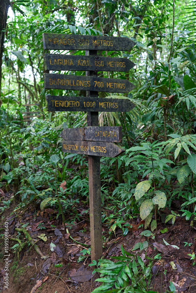 Alajuela Province, Costa Rica - November 19, 2024 - path through rainforest in the Tenorio Volcano National Park Alajuela Province, Costa Rica - November 19, 2024 - path through rainforest in the Tenorio Volcano National Park