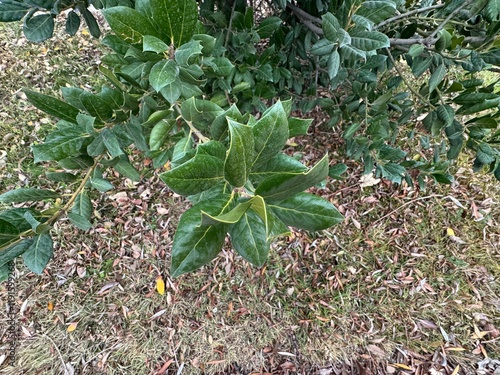 Fresh green leaves of Quercus oleoides. Quercus oleoides, with Spanish common names encina or encino, is a Mesoamerican species of oak in the southern live oaks section of the genus Quercus.
 photo