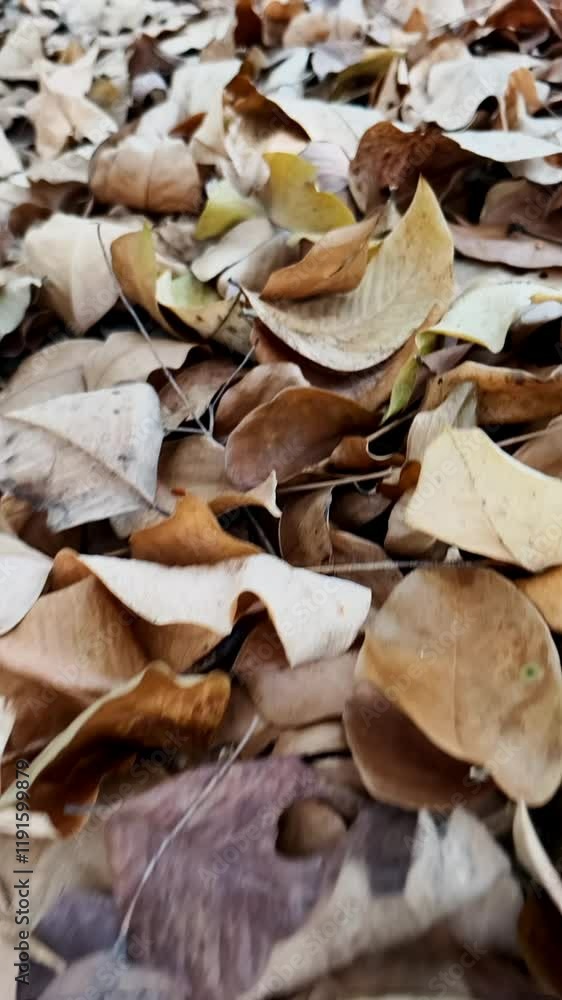 Autumnal Leaf Carpet: A ground covered in a multitude of dried leaves in various shades of brown, beige, and gold, creating a textured autumnal scene. Autumnal Leaf Carpet: A ground covered in a multitude of dried leaves in various shades of brown, beige, and gold, creating a textured autumnal scene.