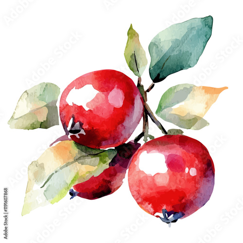 A watercolor vector of a cranberry, isolated on a white background. Cranberry vector.
