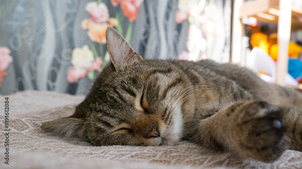 Sleeping gray cat on the sofa