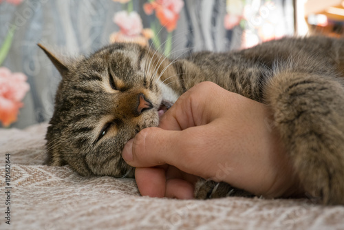 An aggressive gray cat attacked the owner's hand. A beautiful cute cat plays with a woman's hand and bites with funny emotions. Cute fluffy pet