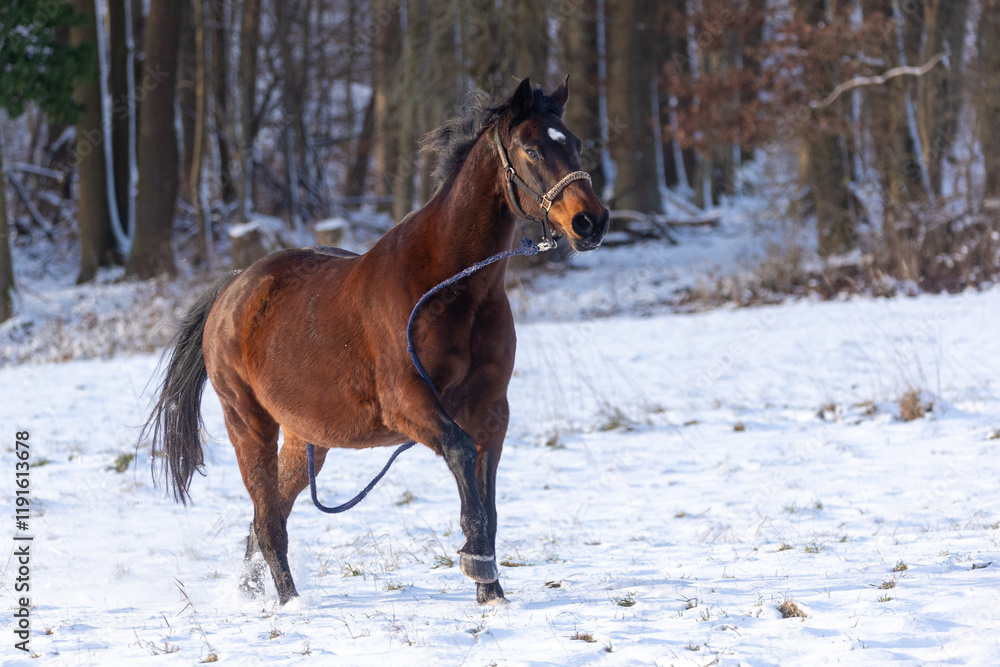 Pferd hat sich losgerissen