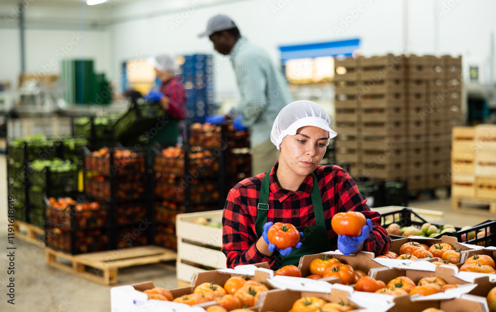Positive woman worker stacking organic tomatoes in boxes at agricultural manufacturing Positive woman worker stacking organic tomatoes in boxes at agricultural manufacturing