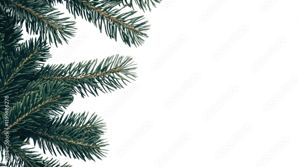 Obraz premium Conifer branches transparent background