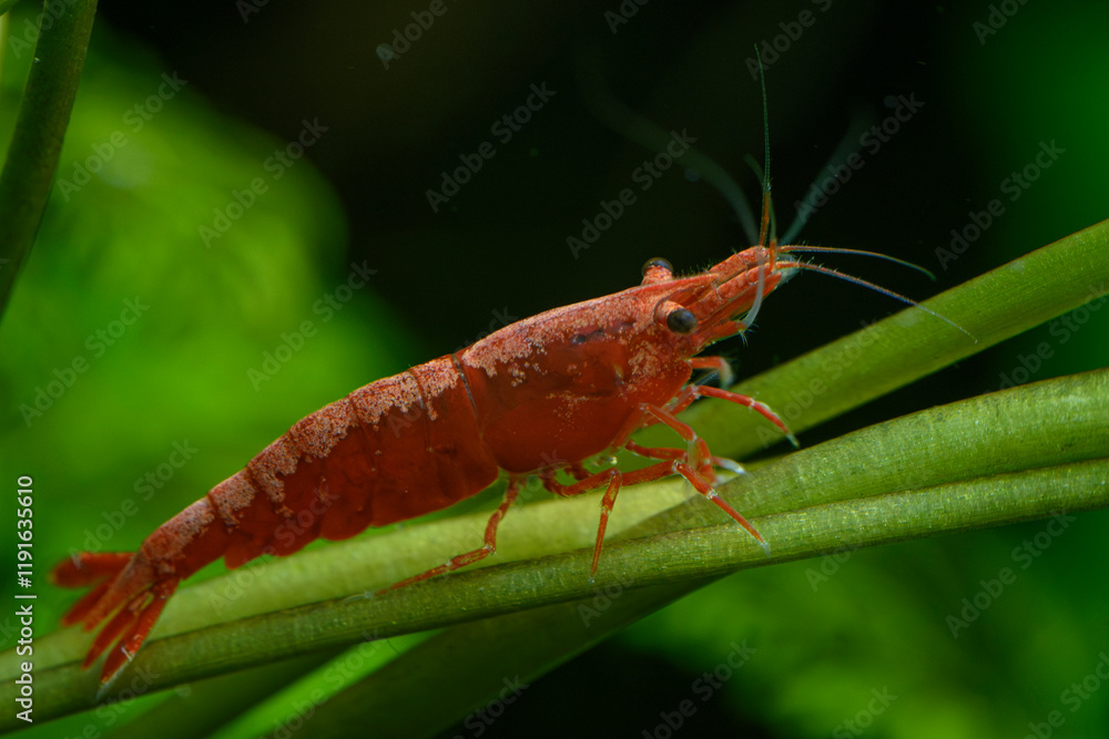 Close up of a vibrant red cherry shrimp caridina in an aquarium, surrounded by lush green aquatic plants. Ideal for showcasing freshwater shrimp habitat and aquascapes Close up of a vibrant red cherry shrimp caridina in an aquarium, surrounded by lush green aquatic plants. Ideal for showcasing freshwater shrimp habitat and aquascapes