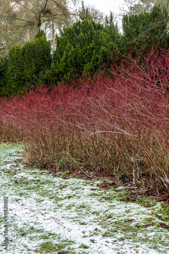 red dogwood photo