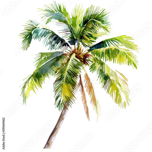 A watercolor drawing of a coconut tree, isolated on a white background. Coconut tree vector.
