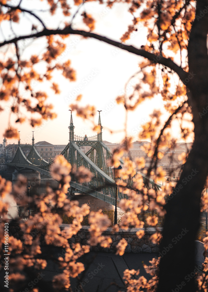 Beautiful Liberty Bridge with almond blossom in Budapest, Hungary