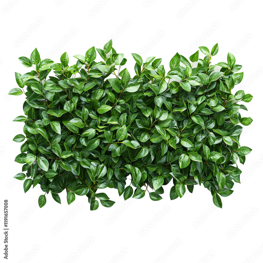 Obraz premium Lush Green Leafy Wall Texture for Interior Design Isolated on transparent background