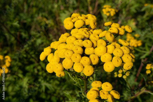 Obraz na płótnie Tansy, Tanacetum vulgare, pest repellent and medicinal plant with flower blossom w salonie