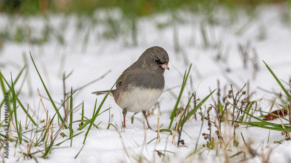 Dark Eyed Junco in the Snow Grass Birds Eyed View Close Up Small Grey Bird Backyard Winter Seasons Snowy Cute Dark Eyed Junco in the Snow Grass Birds Eyed View Close Up Small Grey Bird Backyard Winter Seasons Snowy Cute