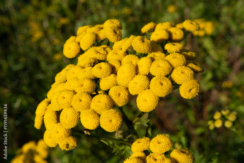 Tansy, Tanacetum vulgare, pest repellent and medicinal plant with flower blossom