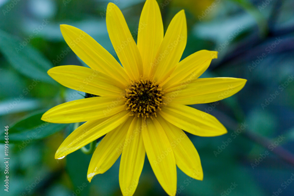 Yellow flower with delicate petals and a textured center, adorned with dewdrops, set against a blurred green and blue background Yellow flower with delicate petals and a textured center, adorned with dewdrops, set against a blurred green and blue background