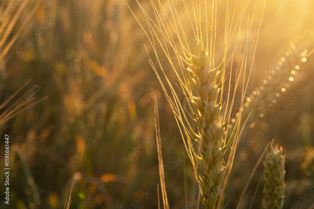 beautiful golden wheat ears at meadow at sunny evening, at sunset. macro