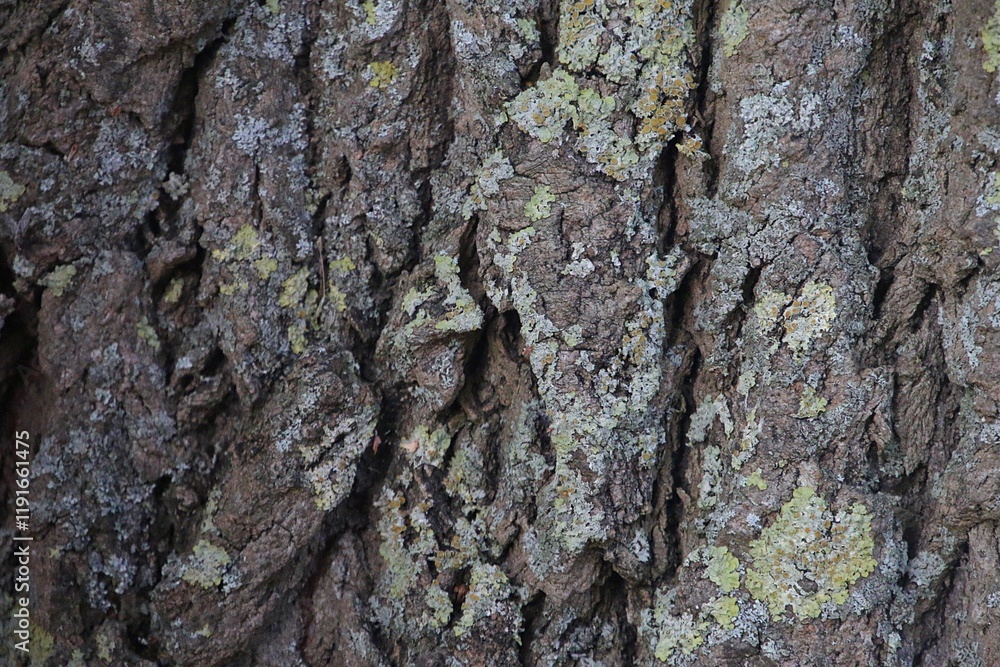 close-up of old tree bark covered with green moss close-up of old tree bark covered with green moss