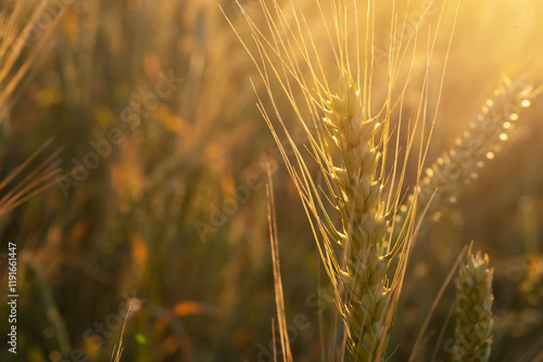 Obraz na płótnie beautiful golden wheat ears at meadow at sunny evening, at sunset. macro w salonie