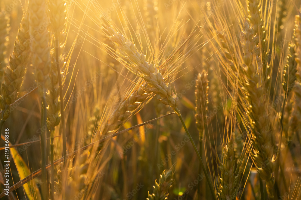 beautiful golden wheat ears at meadow at sunny evening, at sunset bathing in sun light. macro