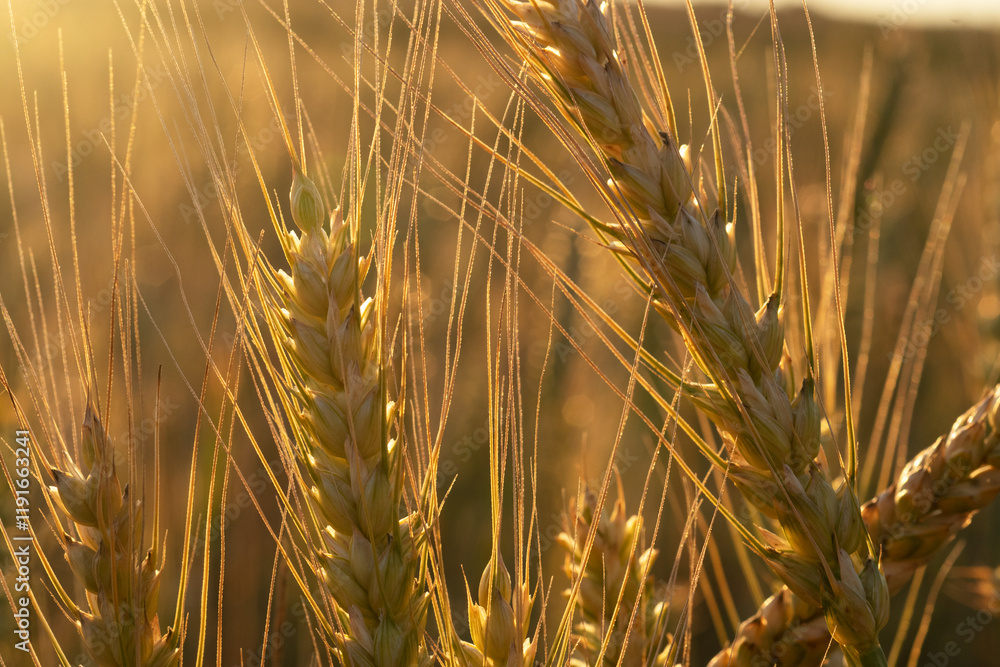 beautiful golden wheat ears at meadow at sunny evening, at sunset. macro